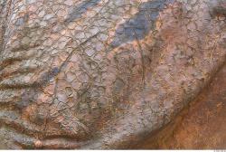 Photo Textures of Animals Skin